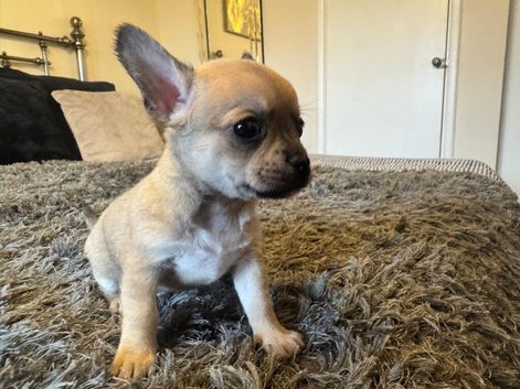 2 male chihuahua puppies