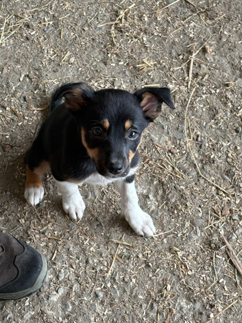Lovely Border Collie x Kelpie puppies