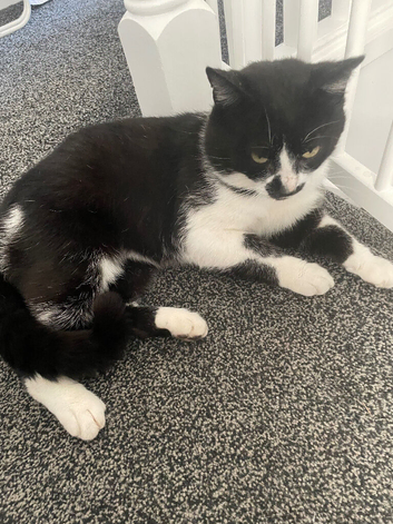 7 year old cat rehoming
