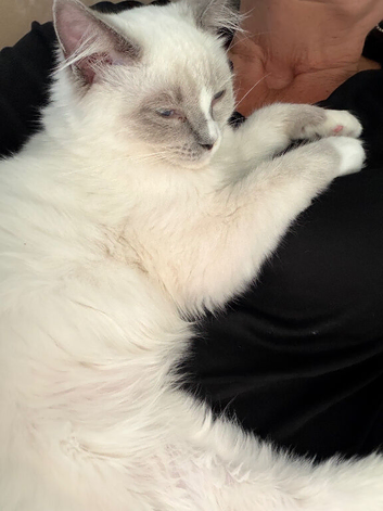 Purebred ragdoll