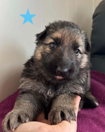 Beautiful German Shepherd Puppies