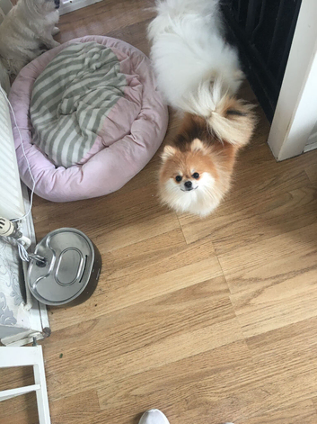 KC Reg POMERANIAN BITCH