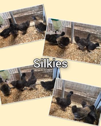 Silkie chicks