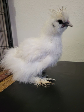 Silkie chick