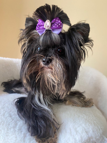 Colorful Yorkshire terrier