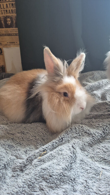 7 month old lionhead x