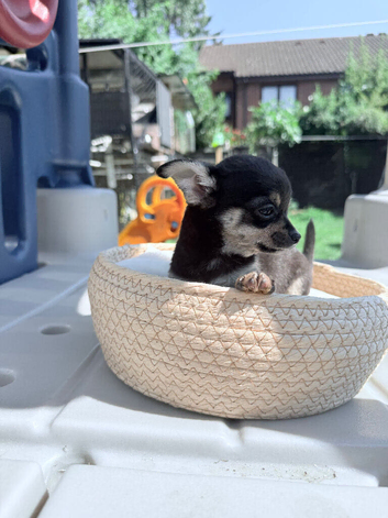 Chihuahua pups