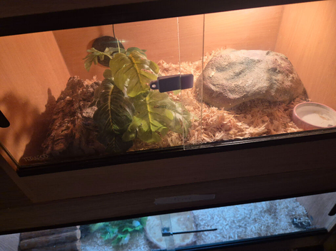 Ball python and corn snakes