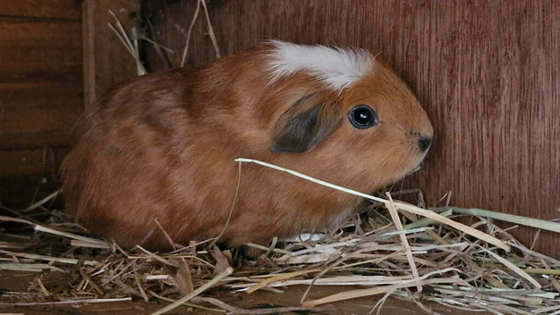 Male and female Guinea pigs,  ip3