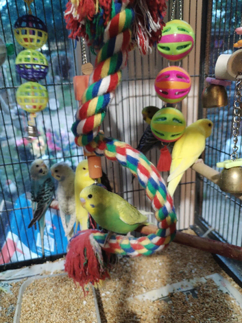 Beautiful baby budgies