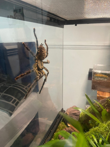 Mature female P.ornata
