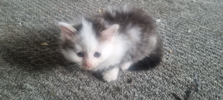 8 week old beautiful kittens