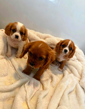 Kings Charles puppies