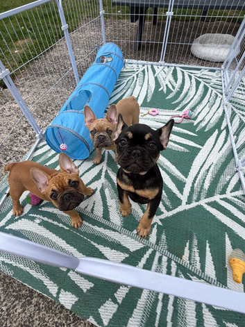 3 Frenchies for sale