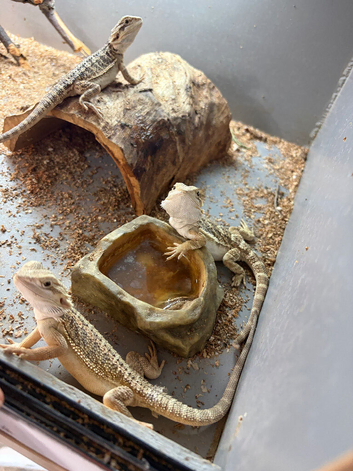 Baby bearded dragons!