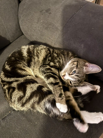 Rehome needed