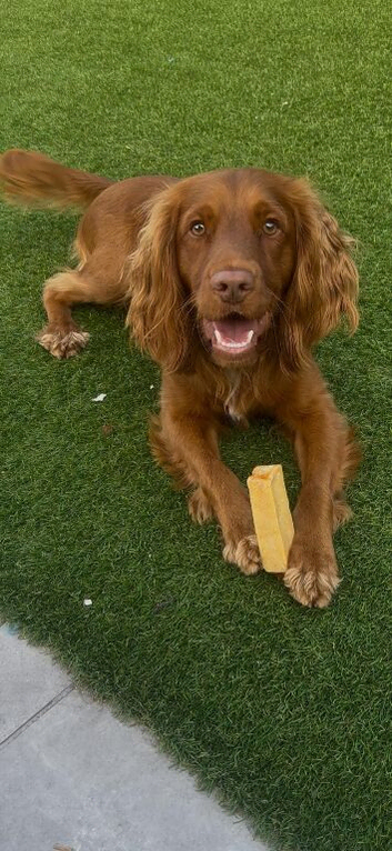 Cocker spaniel