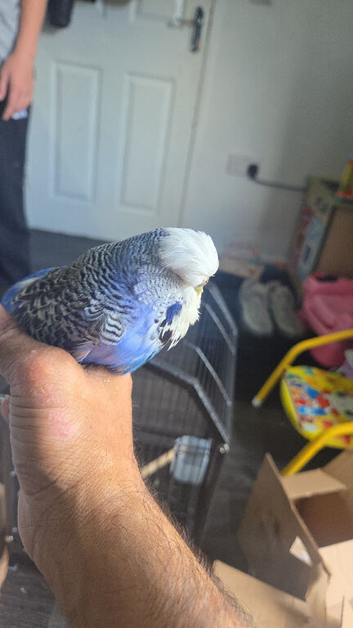 Exhibition budgies