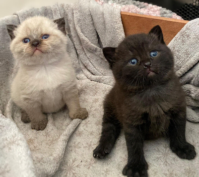 Quality Bsh kittens