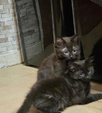 2 beautiful siberian kittens left for sale