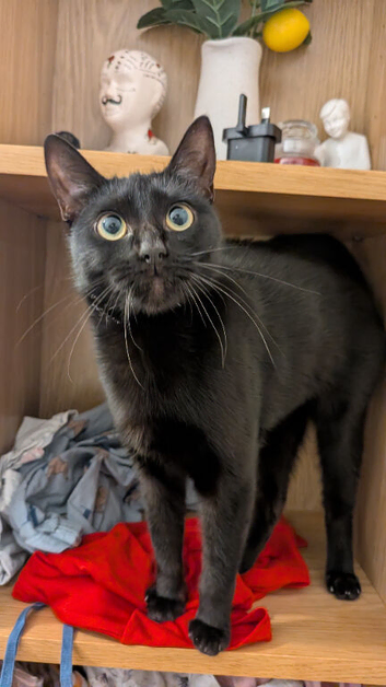 1 Year Old Black Shorthair Cat
