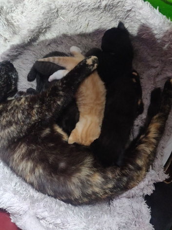 8 Kittens Black. Black and white. And Ginger.