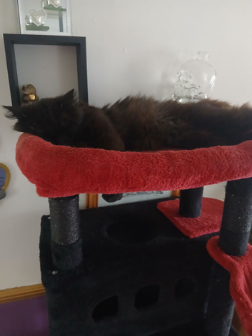 Maincoon crossed callicons