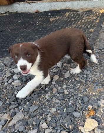Tri coloured puppies Collie puppies