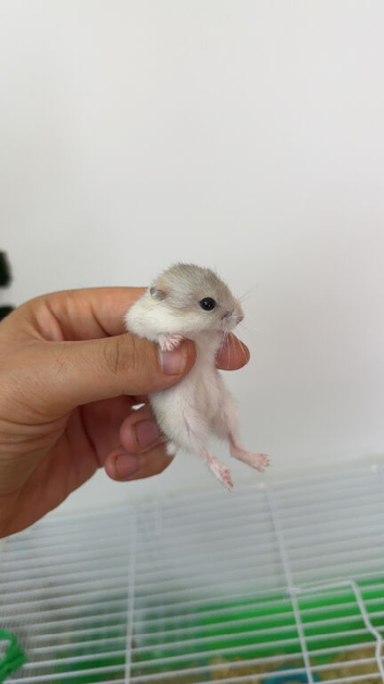 Female Russian Dwarf babies for sale