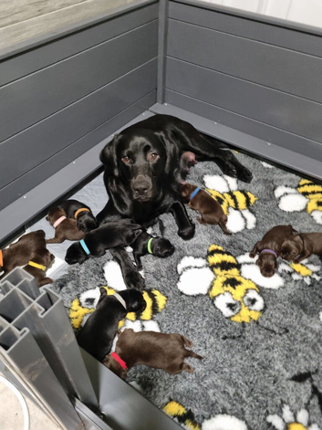 BEAUTIFUL PUPPIES FROM FULLY HEALTH-TESTED PARENTS