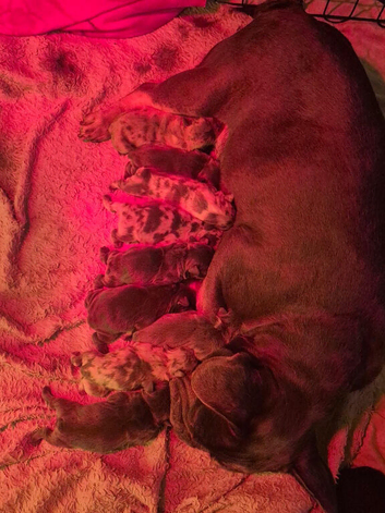 1 gorgeous chunky French Bulldog puppy left