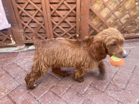 Only 1 cocker spaniel puppy&rsquo;s left