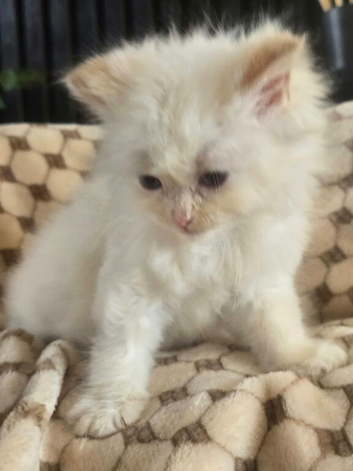 Flame point ragdoll kittens