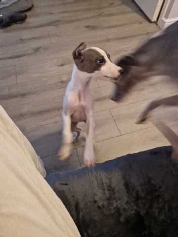 Whippet puppy's