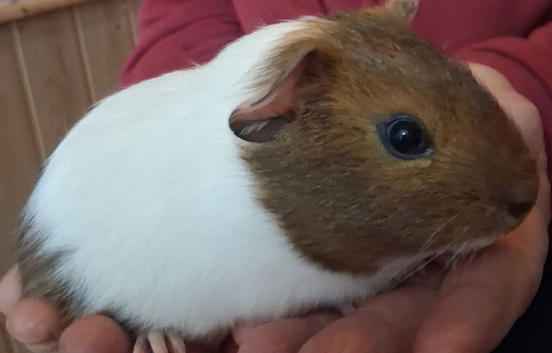 Male guineapig