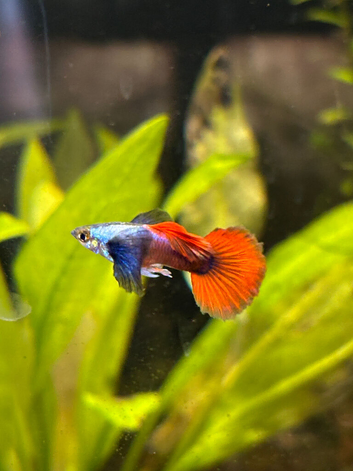 Platinum red tail dumbo guppys