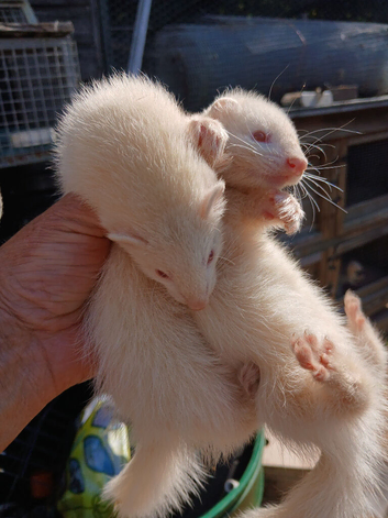 Micro Ferrets