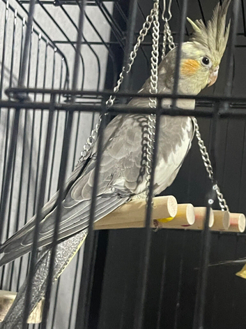 2 Beautiful cockatiels looking for a new home