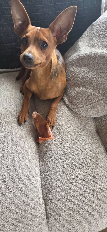 1 Tan Colour Miniature Pinscher