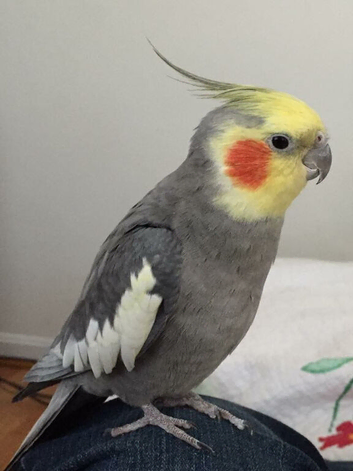 Cockatiels ️ | Grey Colour Available