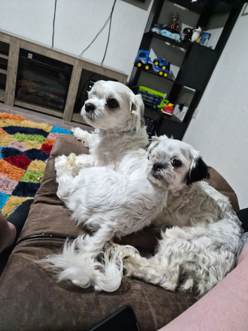 Malshi pups