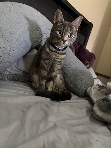 10 month old female tabby