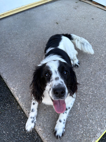 Cocker spaniel girl 7 month old