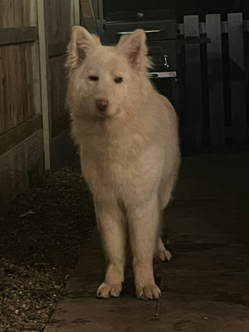 White German Shepard