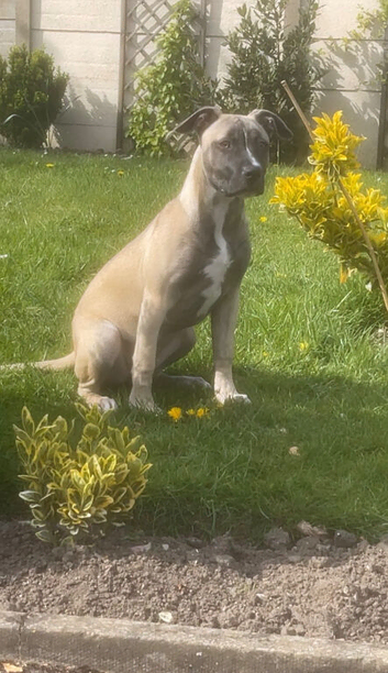 Nova 6 month old stuffy cross ridgeback