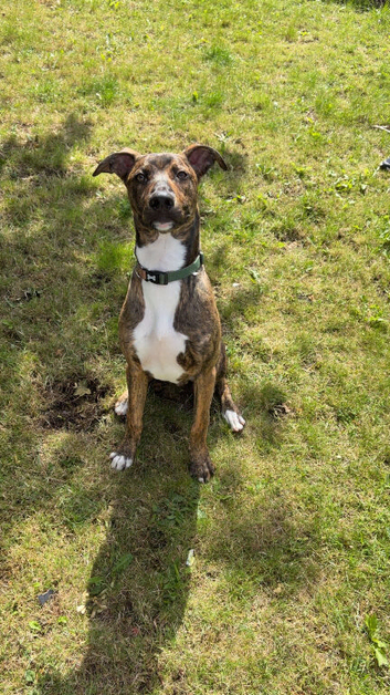 Bull cross x Belgian Malinios