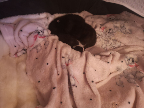 Mummy is siamese daddy black and white