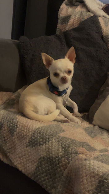 Male chihuahua