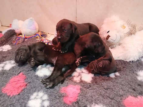 Black Great Dane Puppies
