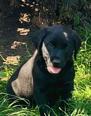 Black puppy